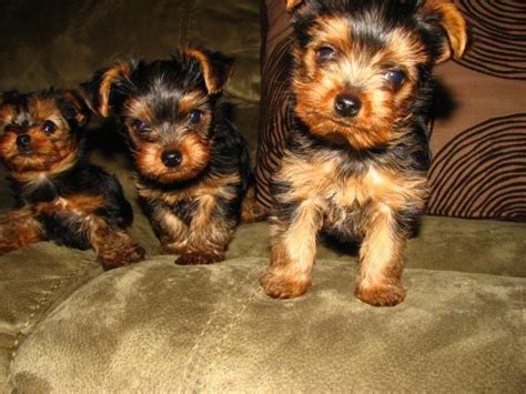 yorkshire terrier for sale washington state|yorkie kennels washington state.